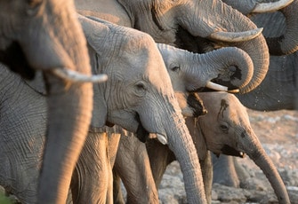 Chocolate Elephants for the Sheldrick Wildlife Trust 