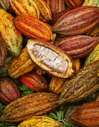 A large group of green red and yellow cocoa pods.