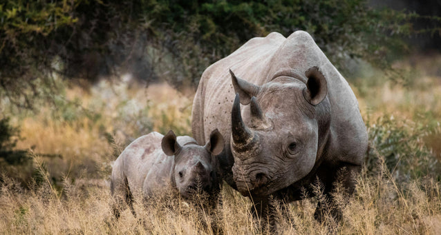 Chocolate Elephants & Rhinos