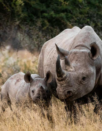 Chocolate Elephants & Rhinos
