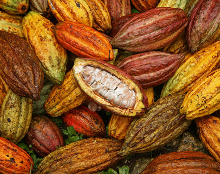 Close-up of colorful cacao pods in various shades of yellow, orange, green, and red, with one pod opened to reveal white cacao beans inside.