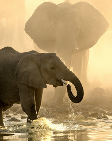 Young elephant drinking water from a river at sunrise with a larger elephant blurred in the misty background.
